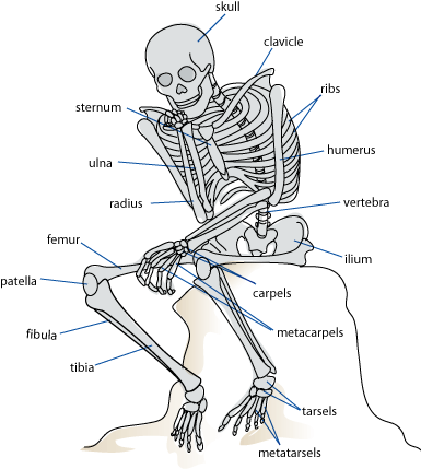 skeleton[1].gif